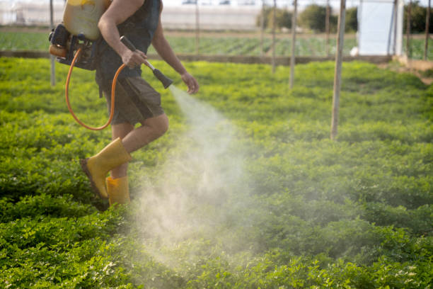 Wasp Removal Services in Chesapeake, OH