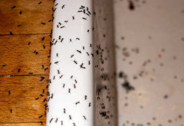 Best Affordable Pest Control Services  in Chesapeake, OH