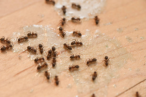 Pest Prevention Services in Chesapeake, OH
