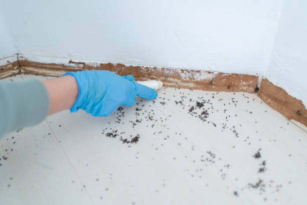 Best Pest Removal Services  in Chesapeake, OH