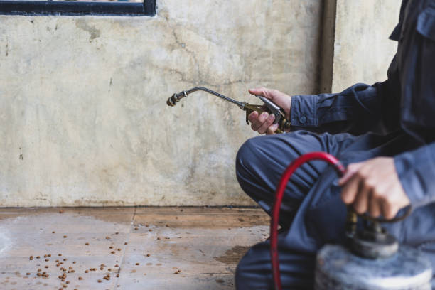 Best Local Pest Control Services  in Chesapeake, OH